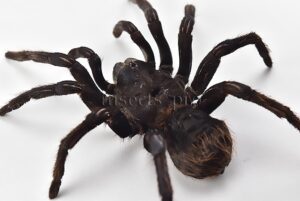 :::BULK SALE:::: Panphobeteus antinous A1  LARGE BIRD EATER