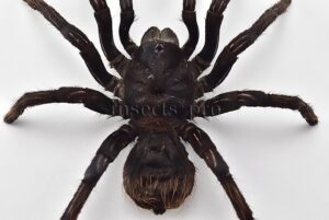 :::BULK SALE:::: Panphobeteus antinous A1/A1-  LARGE BIRD EATER