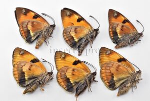 Athis superba superba ♂♀ MALES + FEMALES SET of 6 sp.