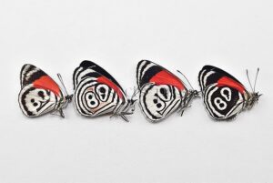 Diaethria clymena peruviana ♂ ABERRATION* FOUR ABERRANT SPECIMENS SET of 4 sp.
