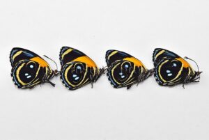 Callicore eunomia eunomia A1 ♂ ABERRATION* FOUR ABERRANT SPECIMENS SET of 4 sp.