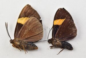 Castnius pelasgus fulvofasciatus ♂ SET of 2 sp.