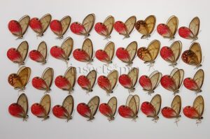 :::BULK SALE:::: Cithaerias aurorina aurorina A1 ♂♀ MALE & FEMALE