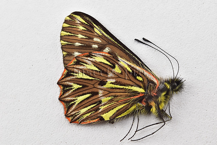 Catasticta sp. A1 BEAUTIFUL SPECIMEN