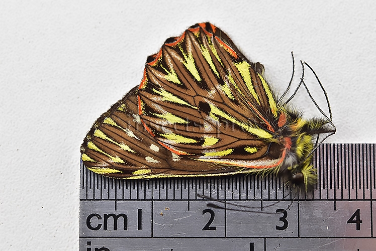 Catasticta sp. A1 BEAUTIFUL SPECIMEN - Image 2