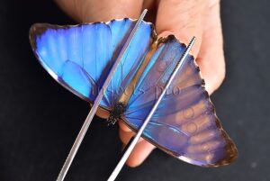 Morpho aurora aureola A1 ♂ RARE