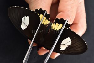 Parides erithalion xanthias A1 ♀