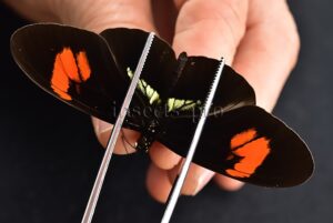 Heliconius sp. A1  HYBRID* RARE
