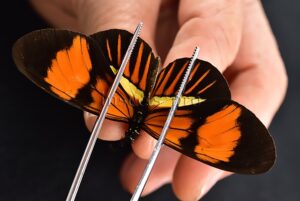 Heliconius melpomene amaryllis x aglaope f. pseudopenelamanda A1  HYBRID* RARE