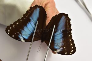 :::BULK SALE:::: Morpho helenor lacommei A1 ♀