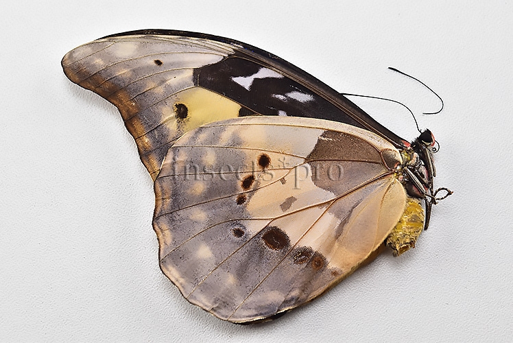 Morpho rhetenor helena *GYNANDROMORPH* ⚥ FROSTY GYN MALE BLUE TONALITY OF MALE ON RECTO - Image 2