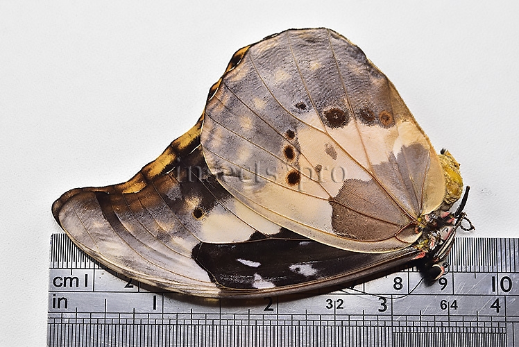 Morpho rhetenor helena *GYNANDROMORPH* ⚥ FROSTY GYN MALE BLUE TONALITY OF MALE ON RECTO - Image 3
