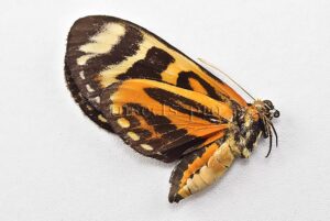 Duboisvalia simulans melessus ♂ RARE MALE