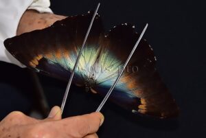 Morpho cisseis gahua f. phadena ♂