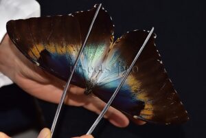 Morpho cisseis gahua f. phadena ♂