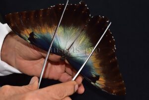 Morpho cisseis gahua f. phadena A1 ♂