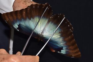 Morpho cisseis gahua f. gahua A1 ♂ GIANT BLUE