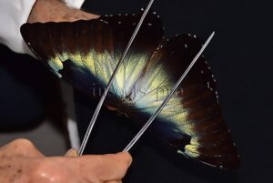 Morpho cisseis gahua f. gahua A1 ♂ LARGE