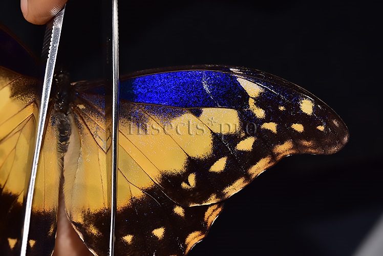 Morpho rhetenor helena *GYNANDROMORPH* ⚥ FROSTY GYN MALE BLUE TONALITY OF MALE ON RECTO - Image 8