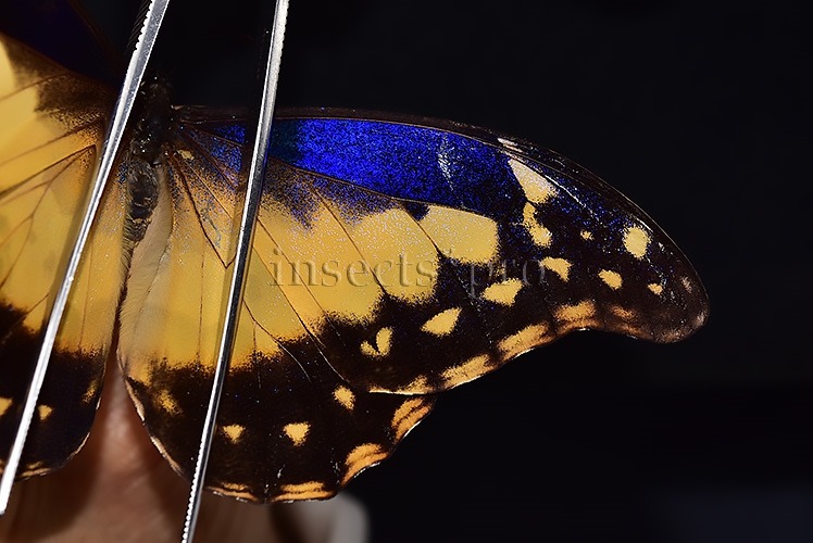 Morpho rhetenor helena *GYNANDROMORPH* ⚥ FROSTY GYN MALE BLUE TONALITY OF MALE ON RECTO - Image 9