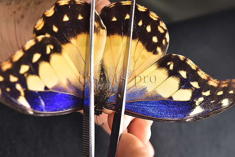 Morpho rhetenor helena *GYNANDROMORPH* ⚥ FROSTY GYN MALE BLUE TONALITY OF MALE ON RECTO - Image 5