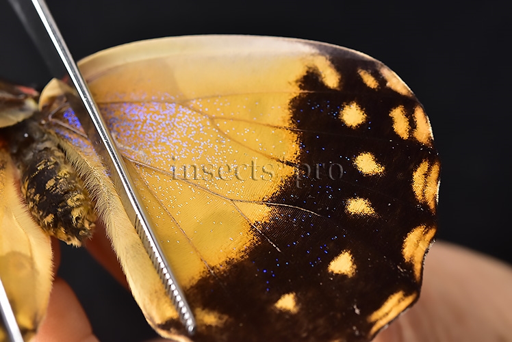 Morpho rhetenor helena *GYNANDROMORPH* ⚥ FROSTY GYN MALE BLUE TONALITY OF MALE ON RECTO - Image 6
