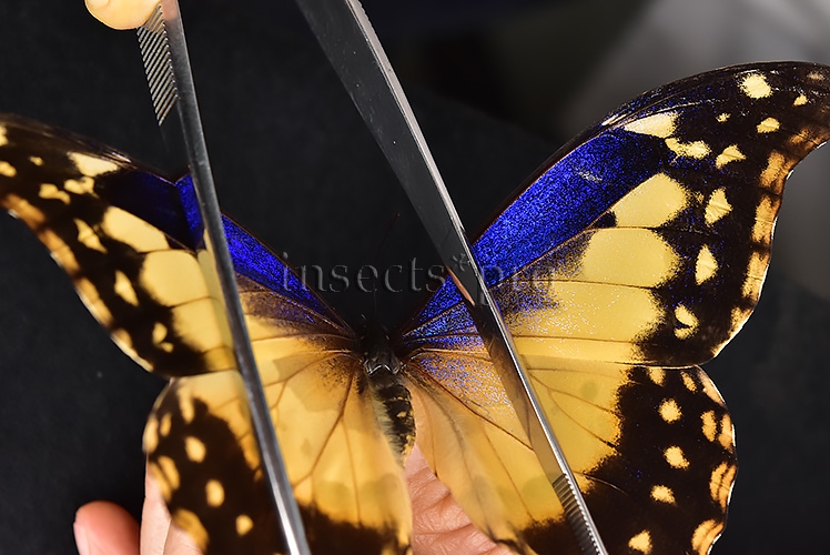 Morpho rhetenor helena *GYNANDROMORPH* ⚥ FROSTY GYN MALE BLUE TONALITY OF MALE ON RECTO - Image 7