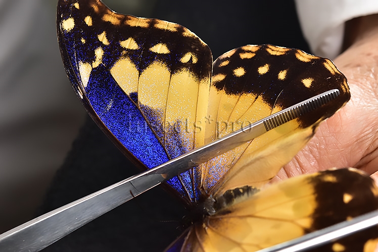 Morpho rhetenor helena *GYNANDROMORPH* ⚥ FROSTY GYN MALE BLUE TONALITY OF MALE ON RECTO - Image 10