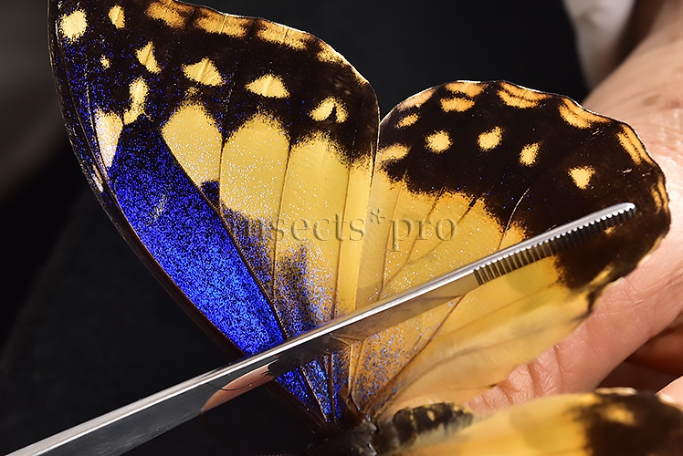 Morpho rhetenor helena *GYNANDROMORPH* ⚥ FROSTY GYN MALE BLUE TONALITY OF MALE ON RECTO