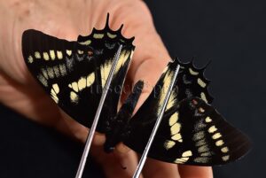 Pterourus cacicus inca A1 ♂