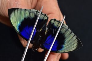 Agrias beatifica staudingeri A1 ♂ YELLOWISH WILD CAPTURED