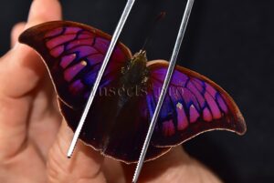Anaea tyrianthina A1 ♂