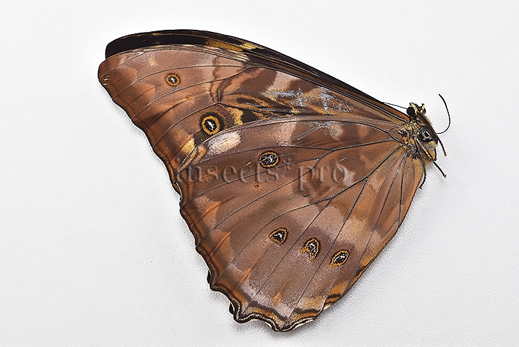 Morpho telemachus penelope ♂ - Image 2