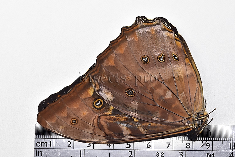 Morpho telemachus penelope ♂ - Image 3