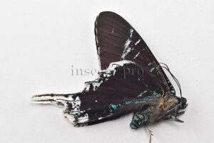 Urania leilus ♂ ABERRATION MELANIC SPECIMEN