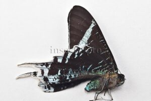 Urania leilus ♂ ABERRATION MELANIC SPECIMEN
