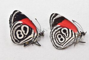 Diaethria clymena peruviana A1 ♂ ABERRATION 2sp