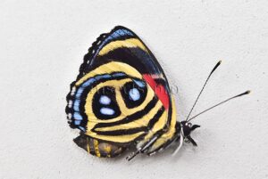Callicore peristera ♀ FEMALE