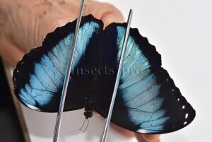 Morpho achilles fagardi ♂ ABERRATION