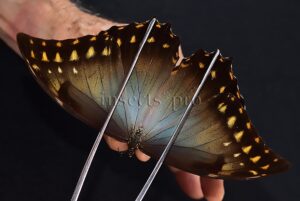 Morpho amphitryon cinereus A1 ♂ RARE