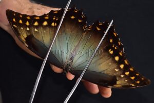 Morpho amphitryon cinereus A1 ♂ RARE