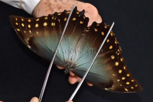 Morpho amphitryon cinereus ♂ RARE