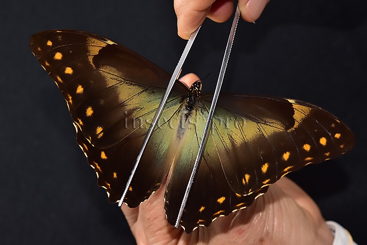 Morpho telemachus penelope ♂ - Image 6