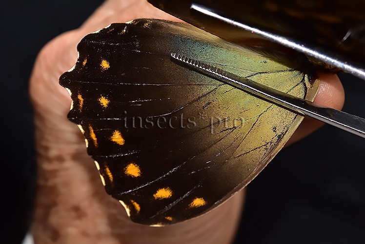 Morpho telemachus penelope ♂ - Image 5