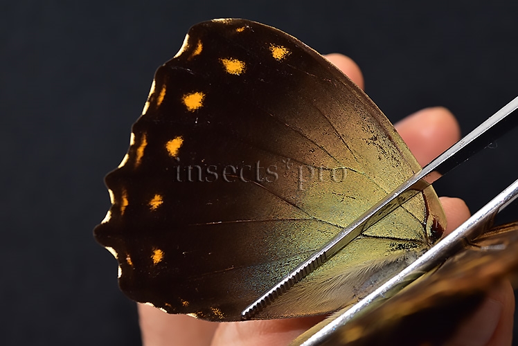 Morpho telemachus penelope ♂ - Image 4