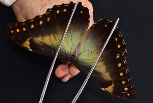 Morpho telemachus penelope ♂