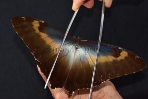 Morpho cisseis jeannoti ♂