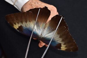 Morpho cisseis jeannoti A1 ♂ GOOD PRICE