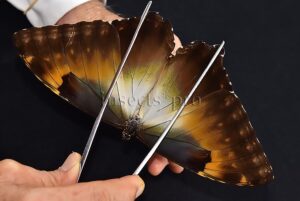 Morpho cisseis jeannoti ♂ FROM CORDILLERA AZUL AREA