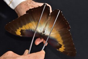 Morpho cisseis gahua ♂